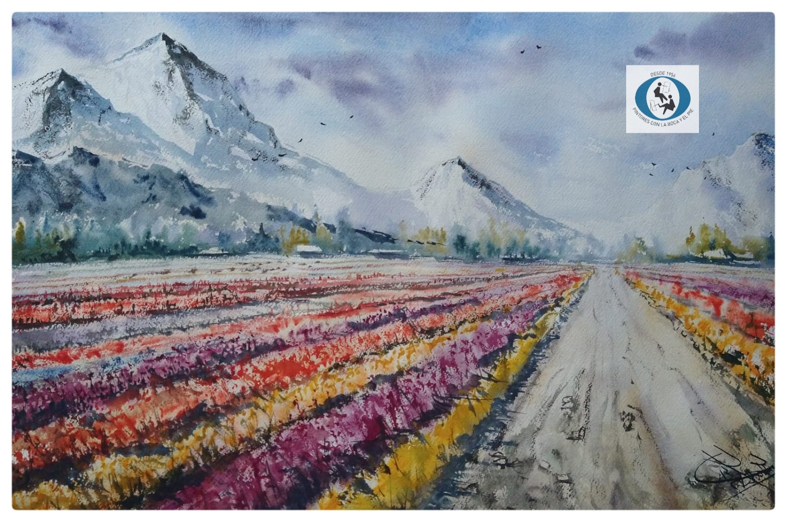 Tulipanes en Trevelin